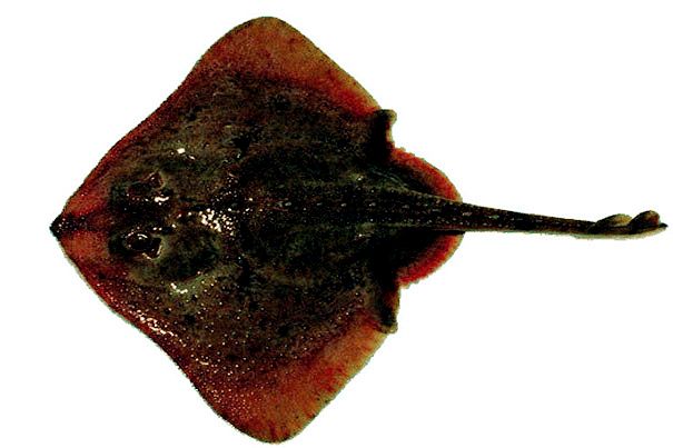 Amblyraja radiata_012.jpg